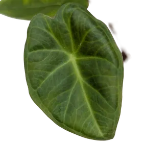 Baby Alocasia 'Regal Shields' 4